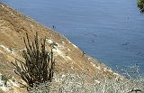 700_Fregatvogels op Isla de la Plata